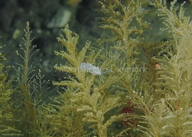 Cuthonella concinna  - Ammoniakhavnen - Foto: Jens Egon Jørgensen