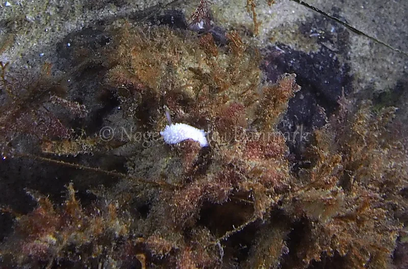 Onchidoris muricata  - Ammoniakhavnen - Foto: Jens Egon Jørgensen