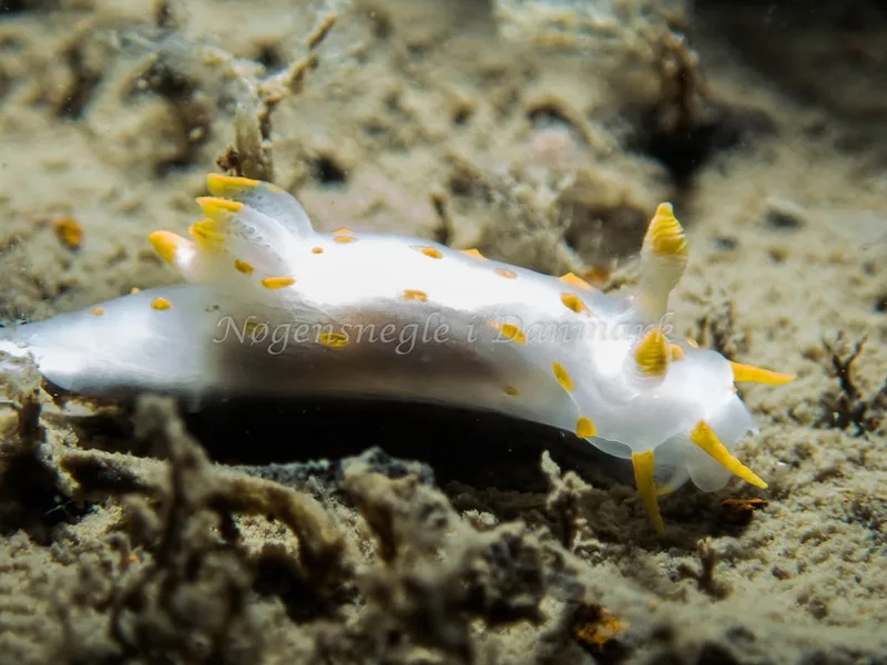 Polycera quadrilineata - Cementbåden (Vrag) - Foto: Kenneth Krull