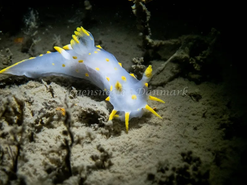 Polycera quadrilineata - Cementbåden (Vrag) - Foto: Kenneth Krull