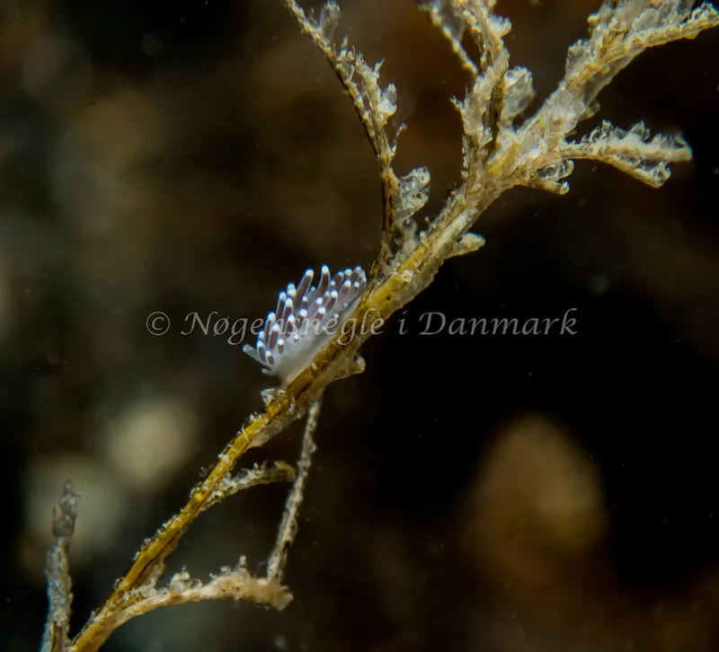 Cuthonella concinna - Søbadet - Foto: Kenneth Krull
