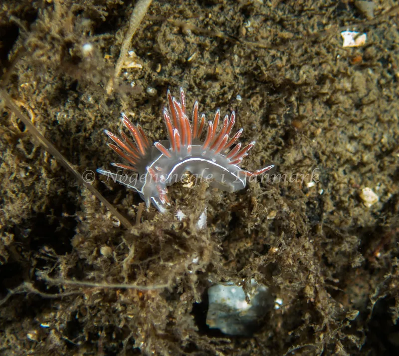 Gulenia monicae - Søbadet - Foto: Kenneth Krull