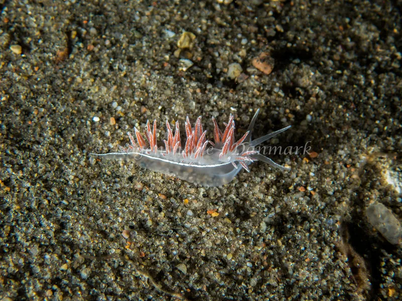 Gulenia monicae - Søbadet - Foto: Kenneth Krull