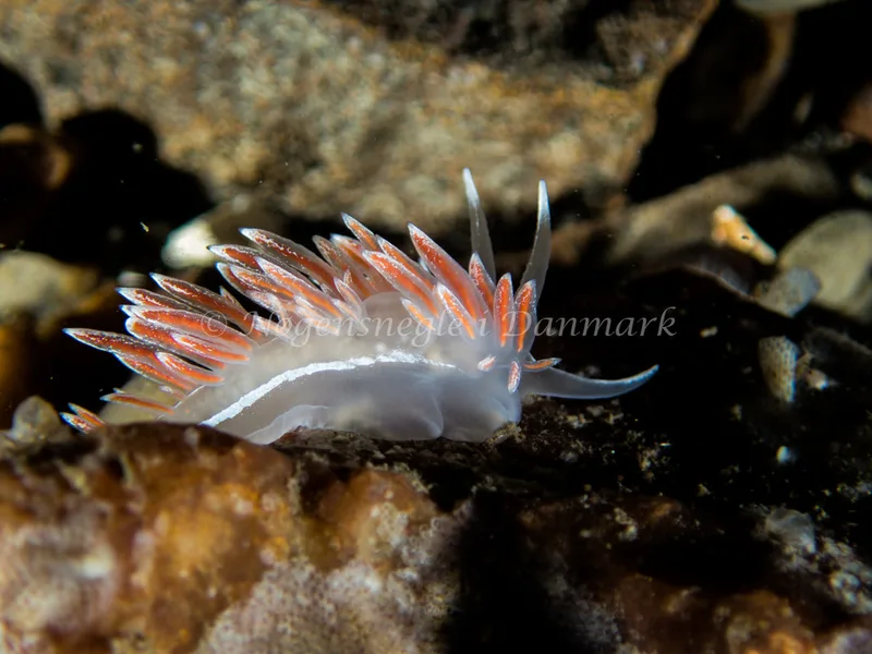 Gulenia monicae - Søbadet - Foto: Kenneth Krull