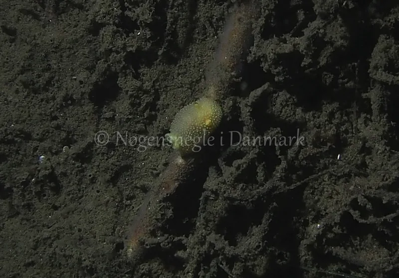 Acanthodoris pilosa - Teglværkshavnen - Foto: Jens Egon Jørgensen