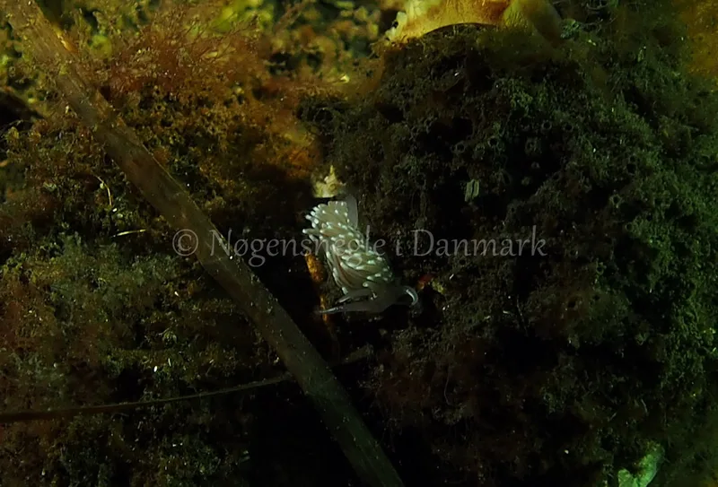 Facelina bostoniensis - Kollund Lillestrand, Flensborg Fjord - Foto: Jens Egon Jørgensen
