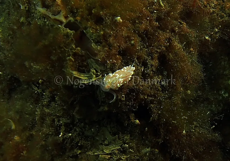 Facelina bostoniensis - Kollund Lillestrand, Flensborg Fjord - Foto: Jens Egon Jørgensen
