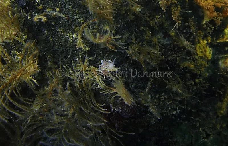 Cuthonella concinna - Ammoniakhavnen - Foto: Jens Egon Jørgensen