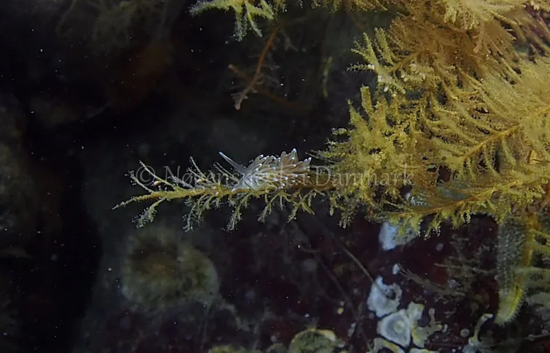 Cuthonella concinna - Ammoniakhavnen - Foto: Jens Egon Jørgensen