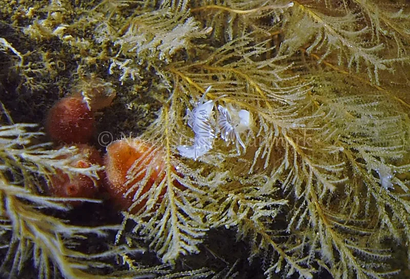Cuthonella concinna - Ammoniakhavnen - Foto: Jens Egon Jørgensen