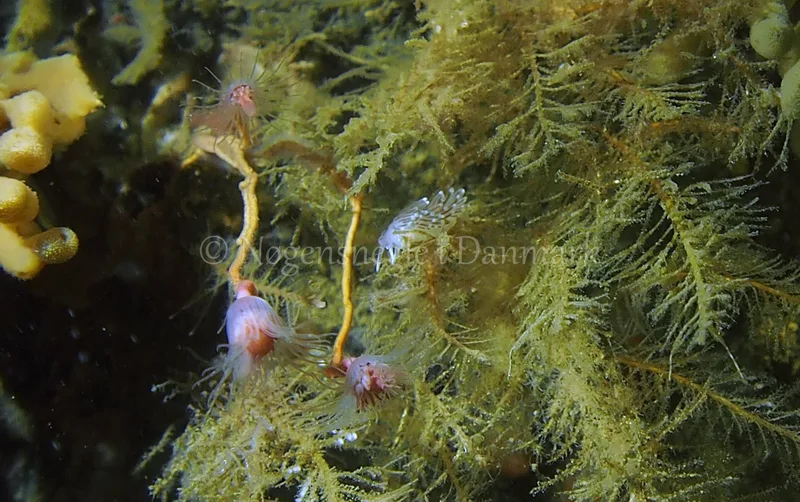 Cuthonella concinna - Ammoniakhavnen - Foto: Jens Egon Jørgensen