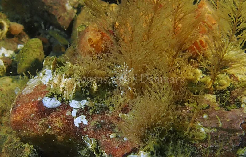 Cuthonella concinna - Ammoniakhavnen - Foto: Jens Egon Jørgensen