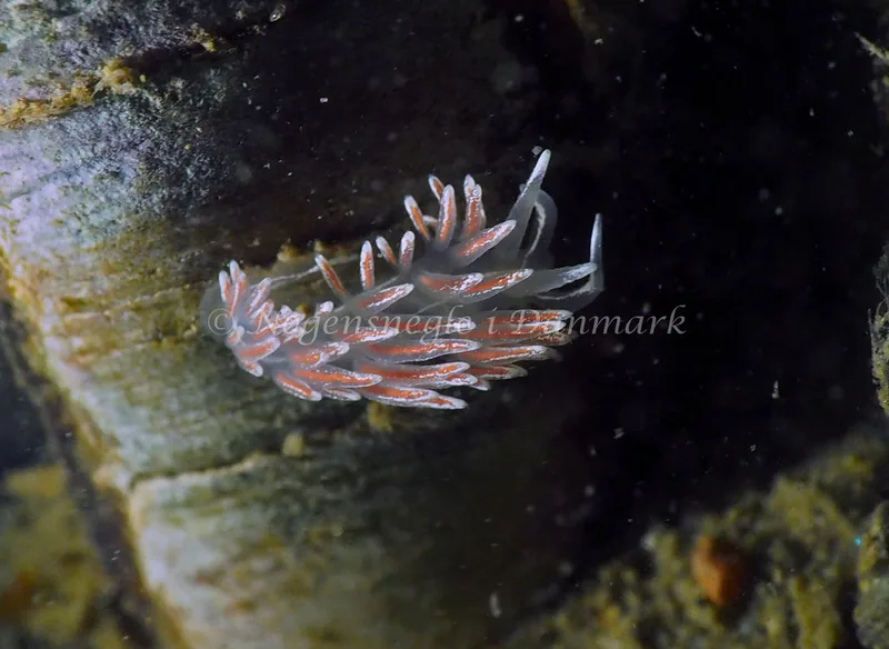 Gulenia monicae - Lyngsbo Strand - Foto: Jens Egon Jørgensen