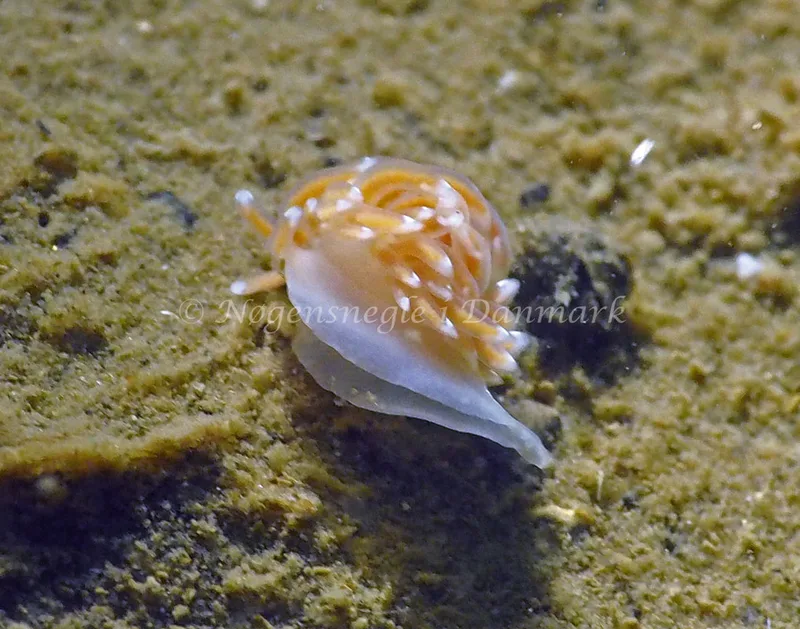 Facelina cf bostoniensis - Lyngsbo Strand - Foto: Jens Egon Jørgensen