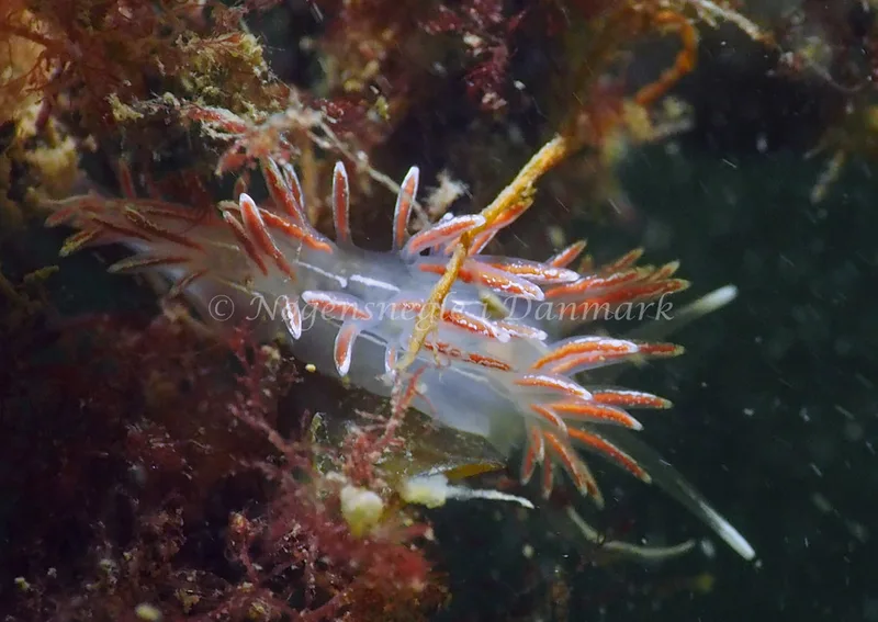 Gulenia monicae - Lyngsbo Strand - Foto: Jens Egon Jørgensen