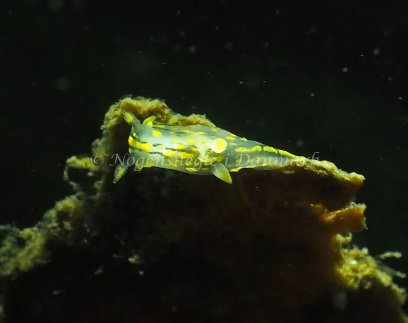Polycera quadrilineata - Strib Havn - Foto: Jens Egon Jørgensen