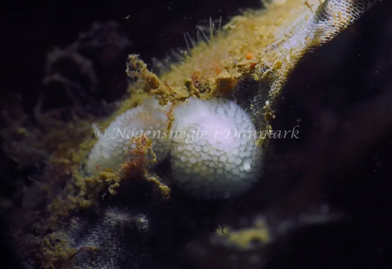 Onchidoris muricata - Strib Havn - Foto: Jens Egon Jørgensen
