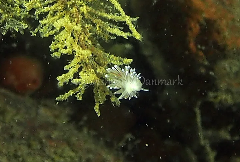 Cuthonella concinna - Ammoniakhavnen - Foto: Jens Egon Jørgensen