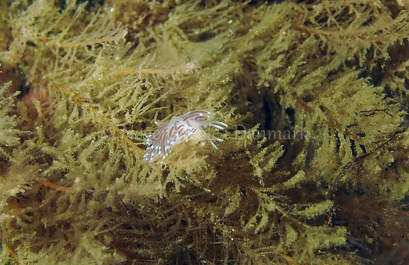 Cuthonella concinna - Ammoniakhavnen - Foto: Jens Egon Jørgensen