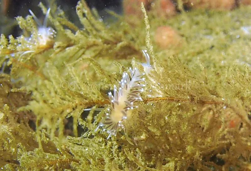 Cuthonella concinna - Ammoniakhavnen - Foto: Jens Egon Jørgensen