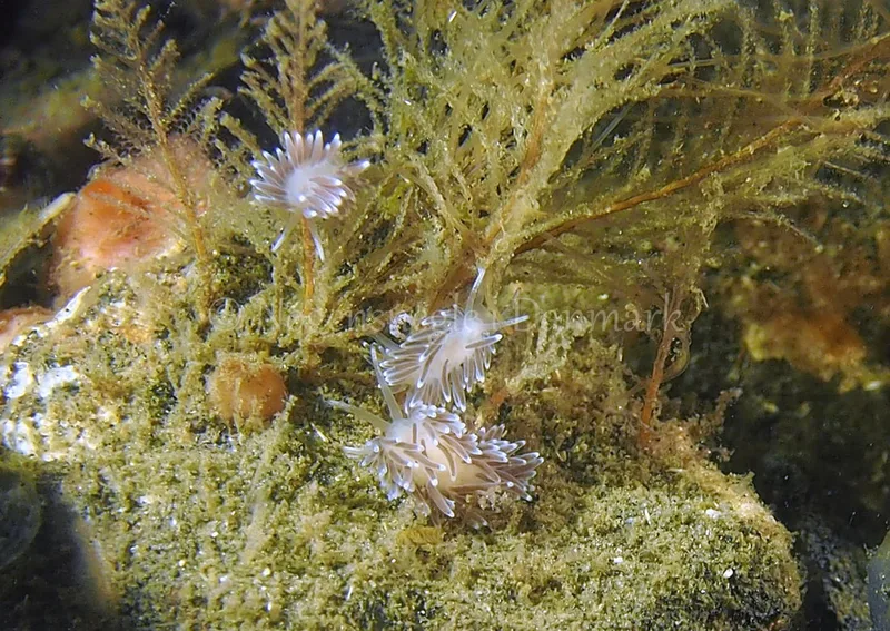Cuthonella concinna - Ammoniakhavnen - Foto: Jens Egon Jørgensen