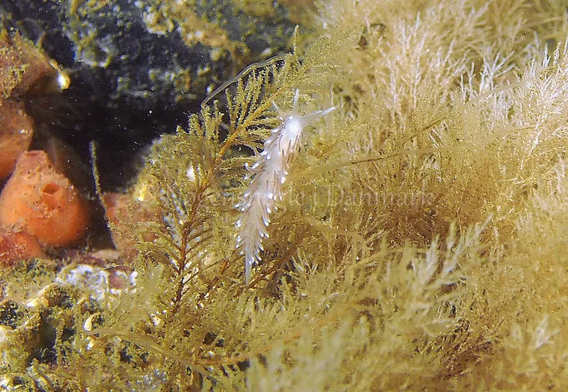 Cuthonella concinna - Ammoniakhavnen - Foto: Jens Egon Jørgensen