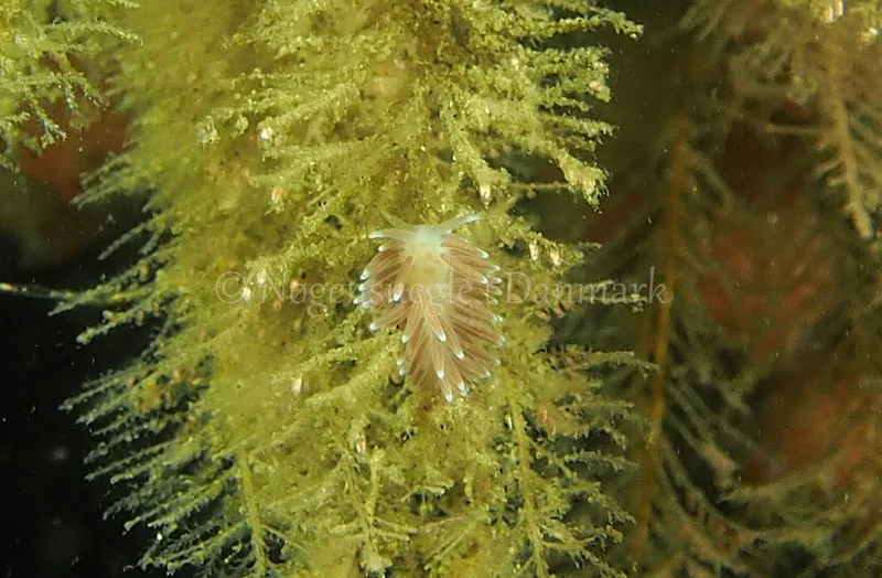 Cuthonella concinna - Ammoniakhavnen - Foto: Jens Egon Jørgensen