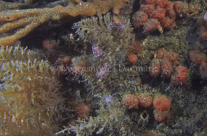 Cuthonella concinna - Ammoniakhavnen - Foto: Jens Egon Jørgensen