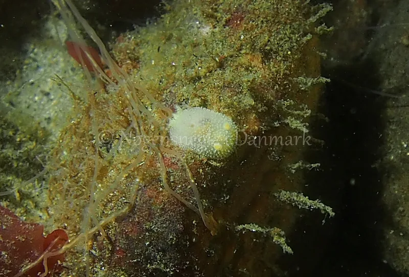 Acanthodoris pilosa - Ammoniakhavnen - Foto: Jens Egon Jørgensen