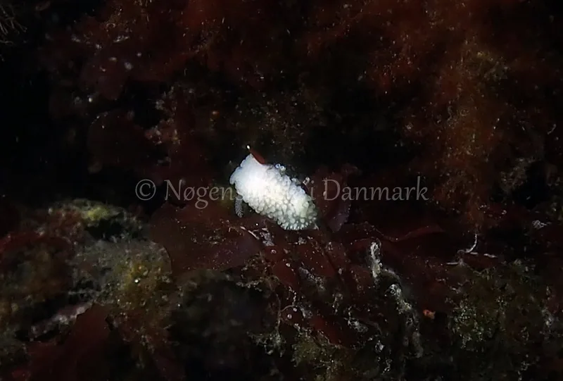 Onchidoris muricata - Ammoniakhavnen - Foto: Jens Egon Jørgensen