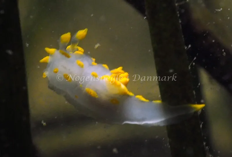 Polycera quadrilineata - Lyngsbo Strand - Foto: Jens Egon Jørgensen
