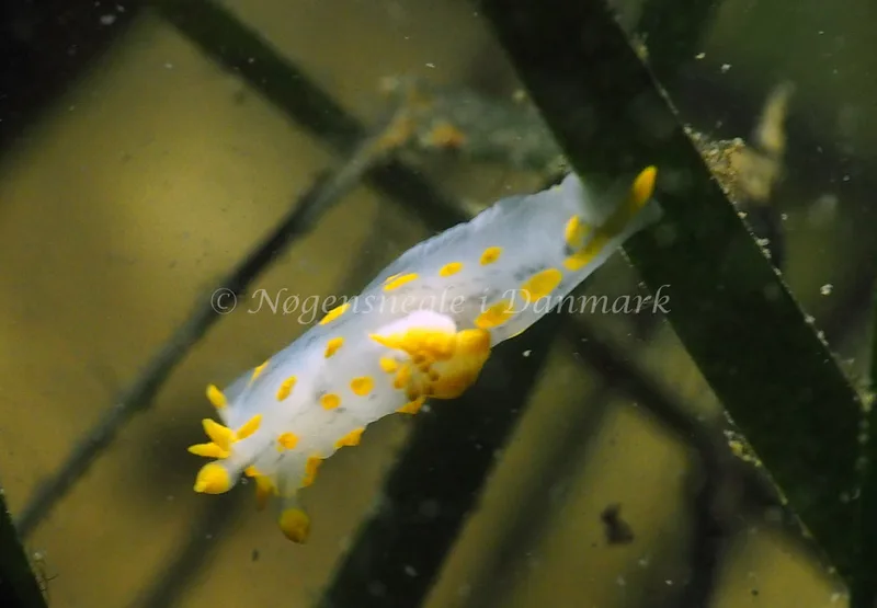 Polycera quadrilineata - Lyngsbo Strand - Foto: Jens Egon Jørgensen