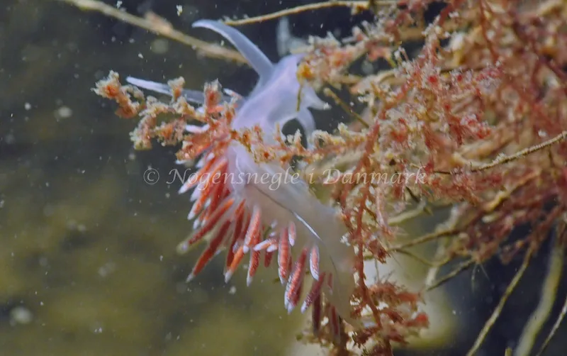 Gulenia monicae - Lyngsbo Strand - Foto: Jens Egon Jørgensen