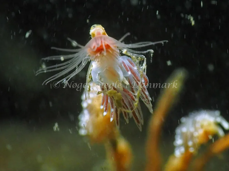Gulenia monicae - Lyngsbo Strand - Foto: Jens Egon Jørgensen