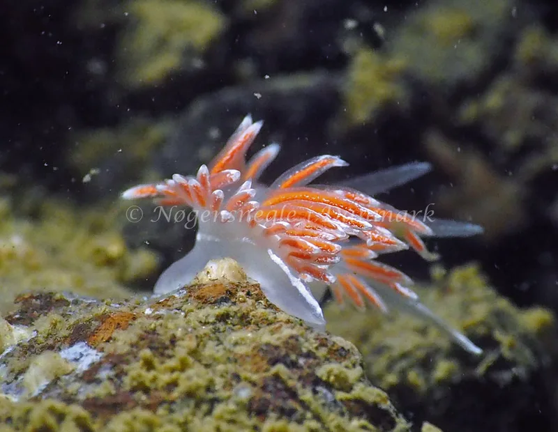 Gulenia monicae - Lyngsbo Strand - Foto: Jens Egon Jørgensen