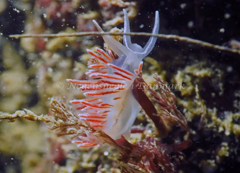 Gulenia monicae - Lyngsbo Strand - Foto: Jens Egon Jørgensen