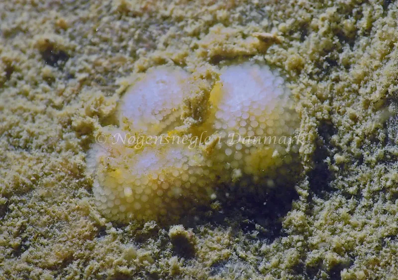 Onchidoris muricata - Lyngsbo Strand - Foto: Jens Egon Jørgensen