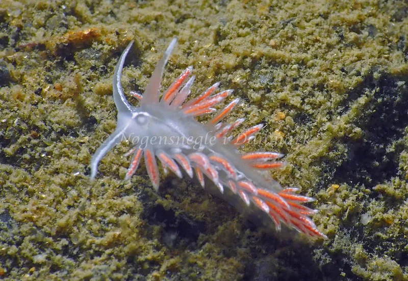 Gulenia monicae - Lyngsbo Strand - Foto: Jens Egon Jørgensen