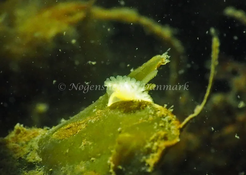 Onchidoris muricata - Lyngsbo Strand - Foto: Jens Egon Jørgensen