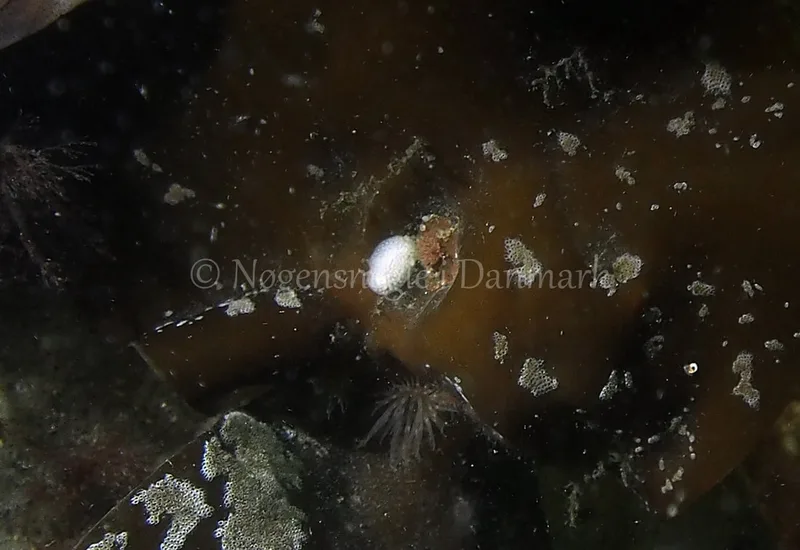 Onchidoris muricata - Søbadet - Foto: Jens Egon Jørgensen