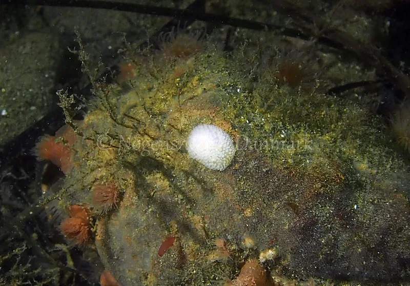 Onchidoris muricata - Søbadet - Foto: Jens Egon Jørgensen