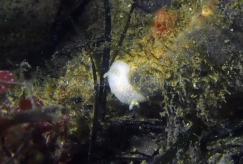 Acanthodoris pilosa - Søbadet - Foto: Jens Egon Jørgensen
