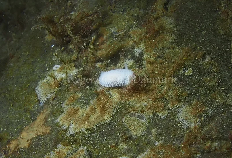 Onchidoris muricata - Søbadet - Foto: Jens Egon Jørgensen