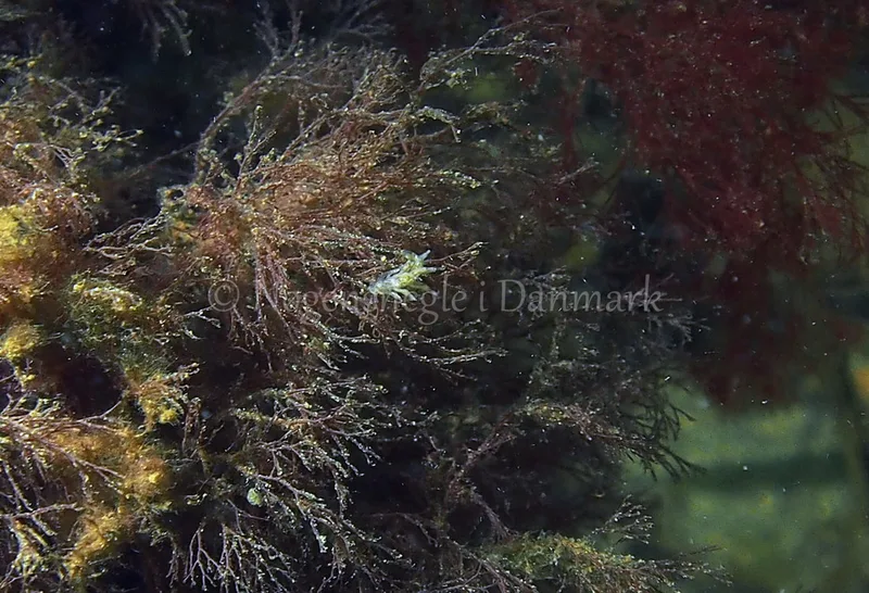 Eubranchus rupium - Søbadet - Foto: Jens Egon Jørgensen