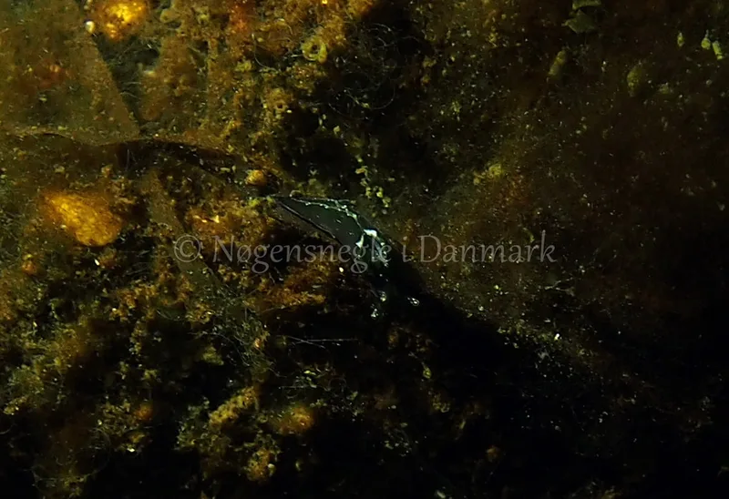 Elysia viridis - Kollund Lillestrand - Foto: Jens Egon Jørgensen