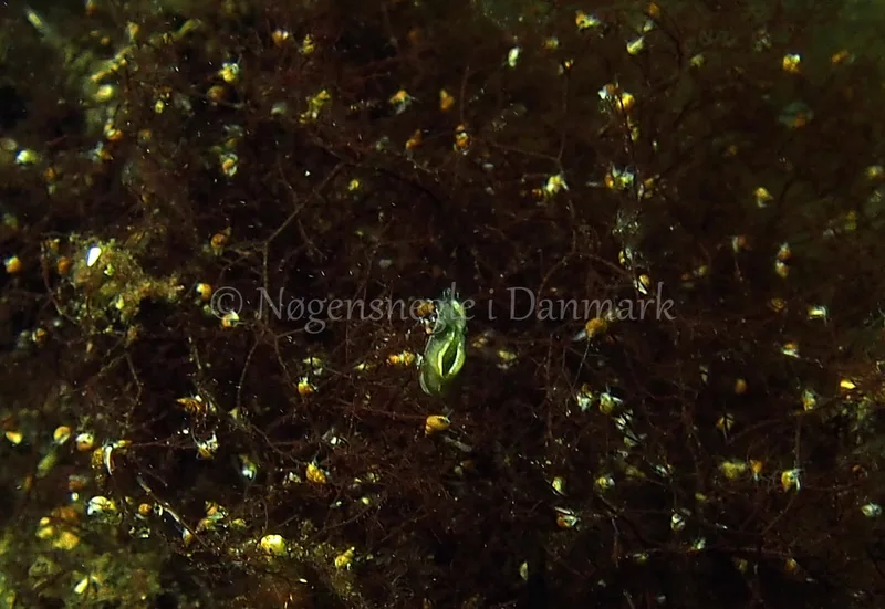 Elysia viridis - Kollund Lillestrand - Foto: Jens Egon Jørgensen