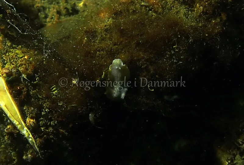 Prostheceraeus sp. - Kollund Lillestrand - Foto: Jens Egon Jørgensen