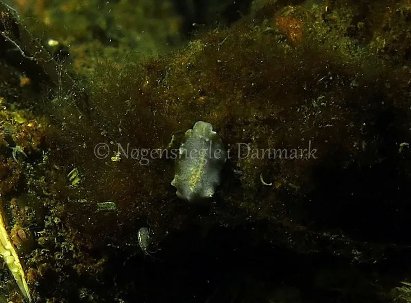 Prostheceraeus sp. - Kollund Lillestrand - Foto: Jens Egon Jørgensen
