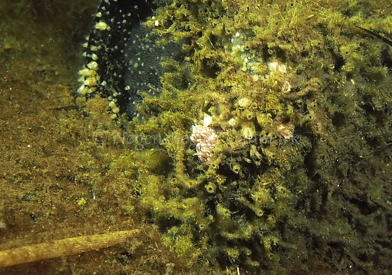 Facelina bostoniensis - Kollund Lillestrand - Foto: Jens Egon Jørgensen