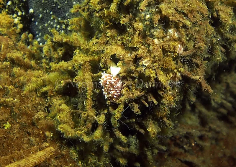 Facelina bostoniensis - Kollund Lillestrand - Foto: Jens Egon Jørgensen